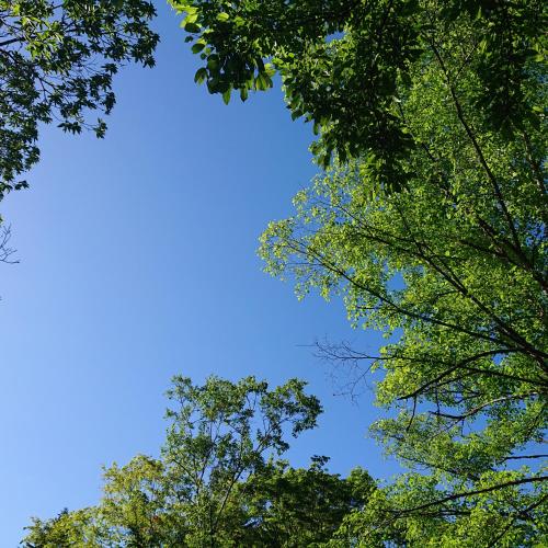 a group of trees against a blue sky at Pension Candytuft in Karuizawa