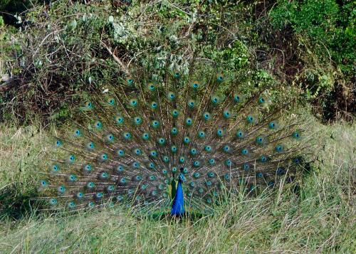 a peacock with its feathers out in a field at HOMESTAY CAMPING ANURADHAPURA in Anuradhapura