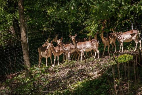 a group of deer standing next to a fence at Parkhotel St.Leonhard in Überlingen