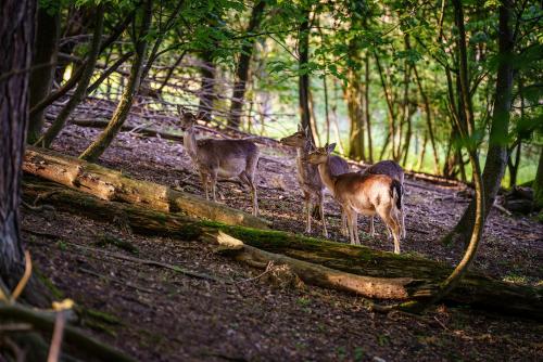 a group of deer standing in the woods at Parkhotel St.Leonhard in Überlingen