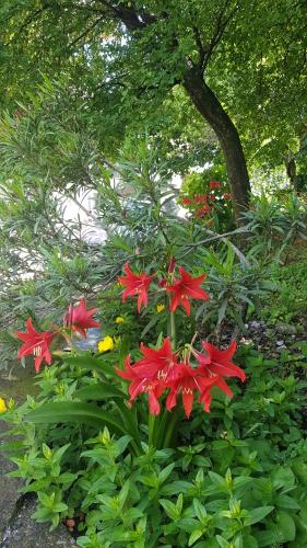 a group of red flowers in a garden at ROOMS balani in Shkodër