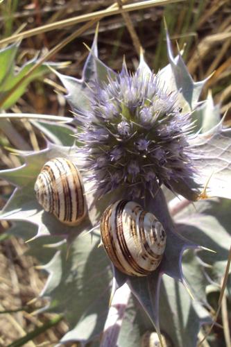 two snails are sitting on a purple flower at Les Chambres des Gites des Isles in Barneville-Carteret