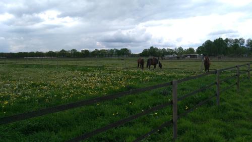 a group of horses grazing in a field at B&B Het mooie uitzicht in Reuver