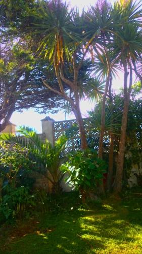 a group of palm trees in a yard with grass at The Blue Palms - Fistral Beach in Newquay