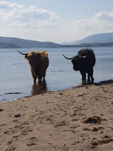 two cows standing in the water on a beach at Fort William loft on shore front with amazing views in Caol
