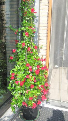 a plant with red flowers in a window at B&B Casa Roman & Vakantiewoning voor 1 pers tot max 32 personen in Zonhoven