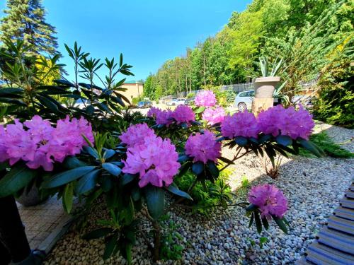 a bunch of purple flowers in a garden at Hotel Mazuria Country & SPA in Mrągowo