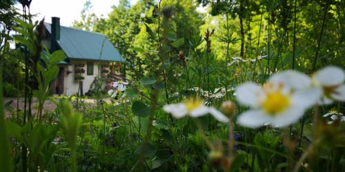 a garden with white flowers in front of a house at Koliba Pčelica 1-SPA in Bijelo Polje