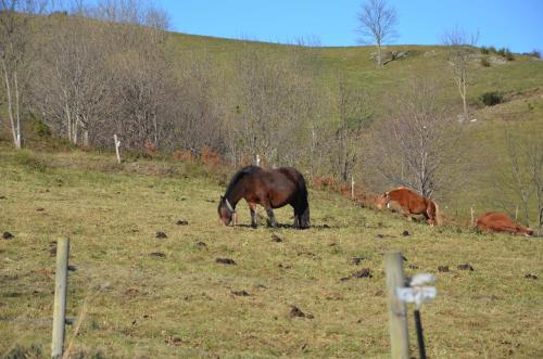 a group of horses grazing in a field at Casa Rural Mollo, Vall de Camprodon in Molló