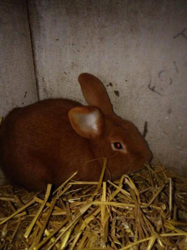 a brown rabbit sitting in a pile of hay at ferme pedagogique des pennetieres in Montcorbon