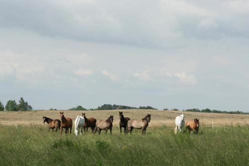 Afbeelding uit fotogalerij van Ekoturystyka Nowina in Nowina