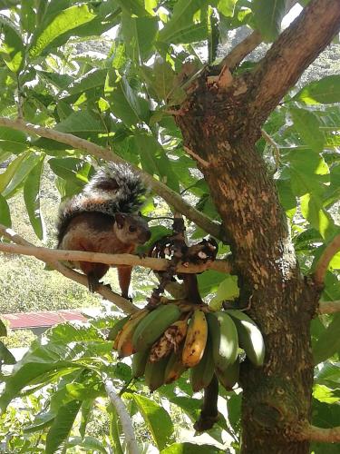 a monkey is sitting in a tree with bananas at La Guayaba Monteverde in Monteverde Costa Rica