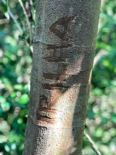 a tree with writing on the side of it at Chalé Suíço - Chalés Belo Monte - Sítio Belo Monte in Pacoti