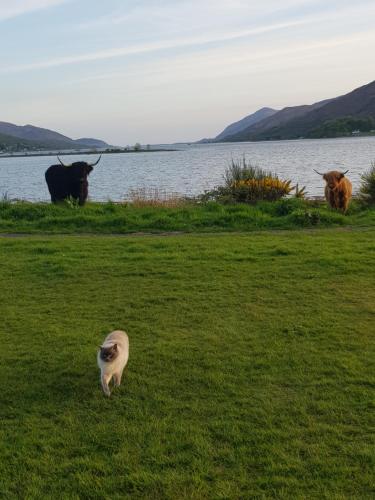 a cat walking in a field with cows in the background at Fort William loft on shore front with amazing views in Caol