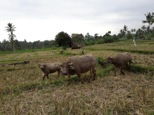 a group of cows walking in a field at Mi Casa - The gem of Ijen in Banyuwangi