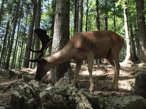 a deer standing in the woods sniffing the ground at Apartments Gale in Delnice