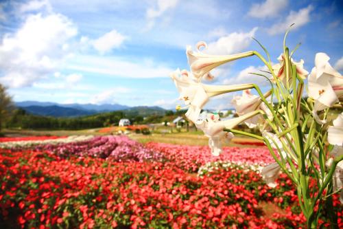 a field of flowers in a field of flowers at Pension Bloom in Gujo