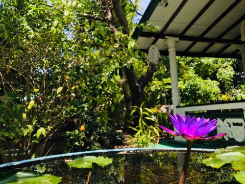 a pink water lily sitting on top of a pond at Sigiri Saman Home Stay in Sigiriya