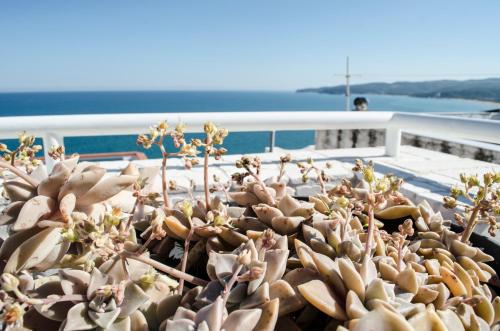 a group of plants sitting on top of a building at La casa del geko in Vieste