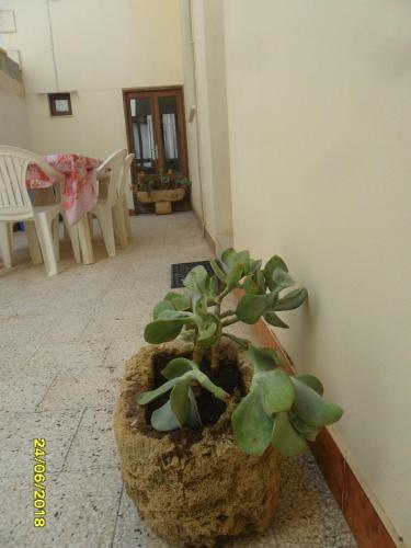 a potted plant sitting on the floor of a room at Casa Elisa in Ruffano
