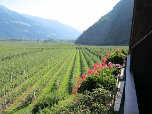a view of a vineyard with flowers on a house at Garni Weghueb in Rablà
