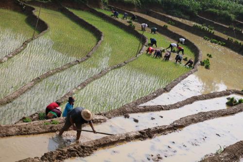 a group of people working in a rice field at SaPa Farmer House in Sa Pa