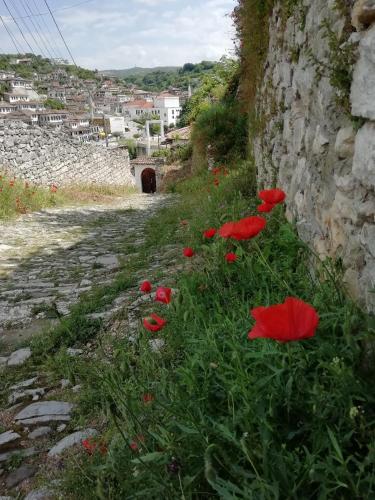 a group of red flowers in the grass next to a stone wall at Guesthouse Belle View Old Town in Berat