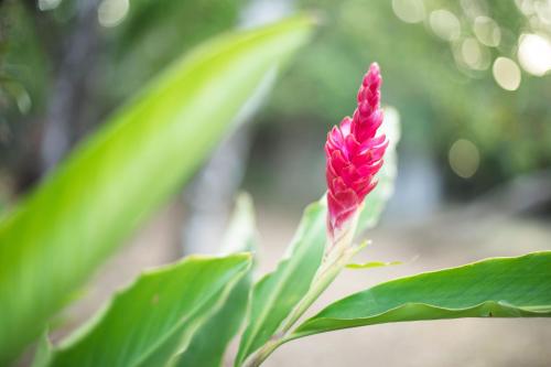 a pink flower on a stem with green leaves at Hotel Santa Catalina Panamá in Santa Catalina