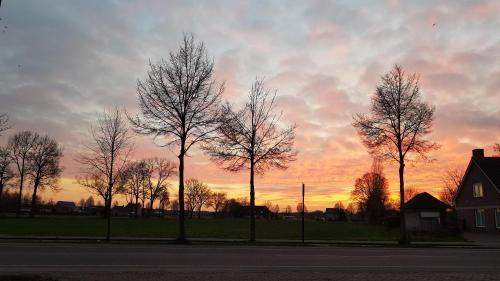 a group of trees with a sunset in the background at B&B De Zeven Berken in Nistelrode