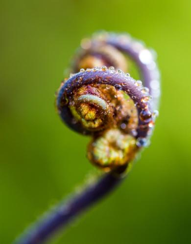 a close up of a flower with water on it at Volcano Mist Cottage in Volcano
