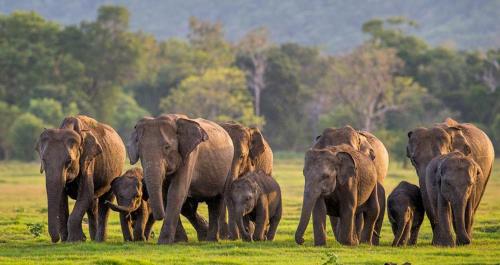 a herd of elephants walking in a field at Lion Resort in Polonnaruwa