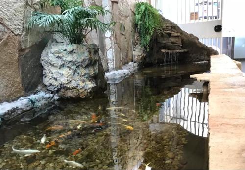 a koi pond with a palm tree in a building at Hotel Luz in Fronteira