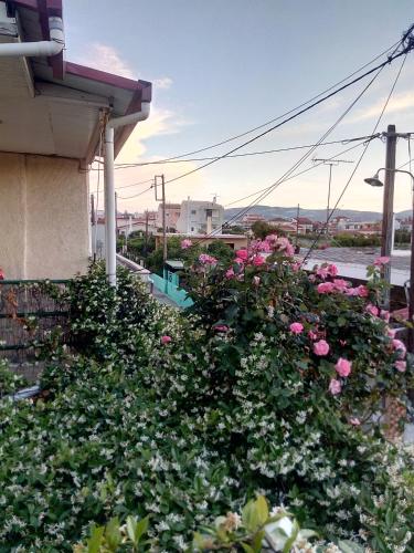 a bush of pink roses in front of a building at Cozy house 3 in Vrahati
