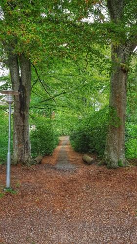 a forest with two trees and a dirt road at Lundsbrunn B&B in Lundsbrunn