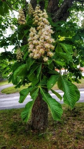 a tree with a bunch of flowers on it at Lundsbrunn B&B in Lundsbrunn