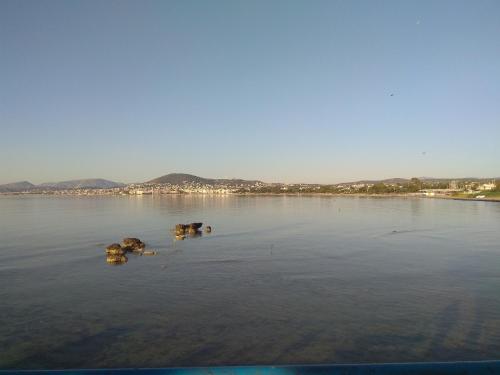 a group of ducks swimming in the water at DREAM & HARMONY in Artemida
