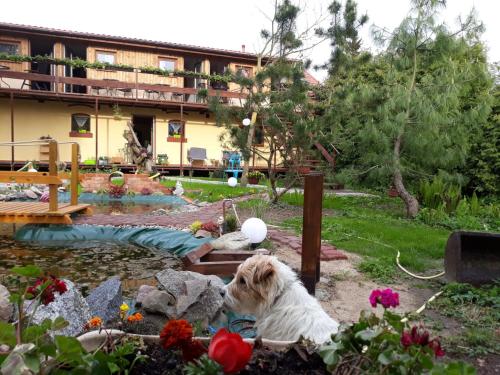 a dog sitting in a yard next to a pond at Dworska Zagroda in Korytowo
