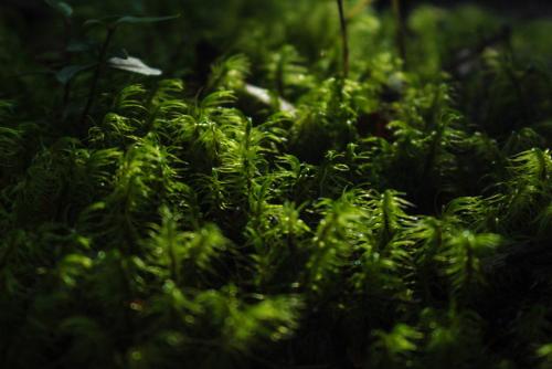 a group of green plants in the grass at Cabañas Bosque Milenario in Coñaripe