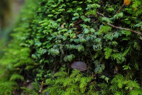 a group of green leaves on a tree at Cabañas Bosque Milenario in Coñaripe