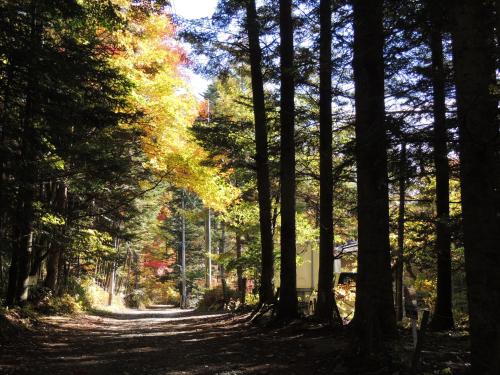 a dirt road through a forest with trees at B&B Hotel Hyochoan in Karuizawa