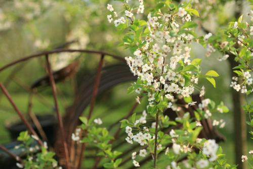 a bunch of white flowers on a plant at Malvarina in Capodacqua