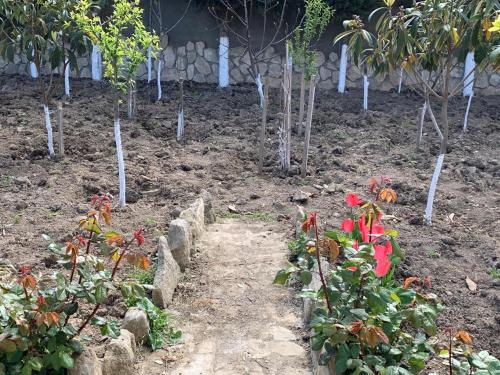 a garden with trees and flowers in the dirt at Luxury Villa with pool and waterfall in Bina
