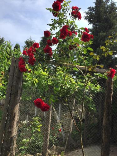 a bunch of red roses growing on a fence at Luxury Villa with pool and waterfall in Bina