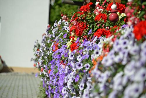 a row of colorful flowers in a garden at Landhaus Waldfrieden in Tengen
