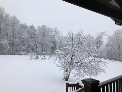 a tree covered in snow in a yard at Coolis Apartment in Richfield Springs