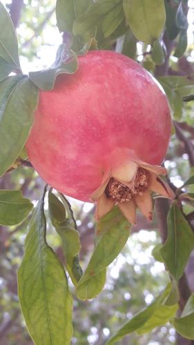 a red apple hanging from a tree with leaves at Ble Mavi - Studio for 2 in Vouni
