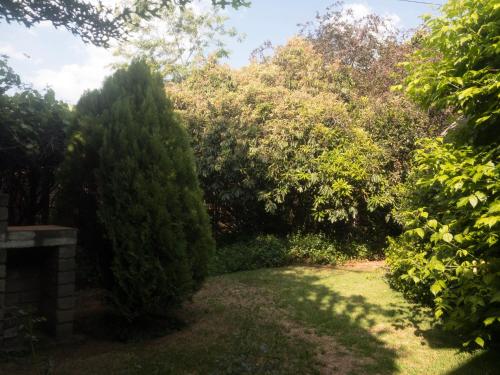 a garden with a large evergreen tree and trees at Rosewood Corner, Clarens in Clarens