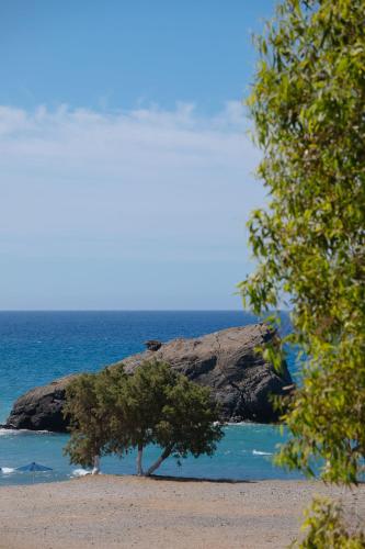 a tree on a beach near the ocean at Dionyssos Rooms Preveli Crete in Preveli