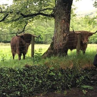 two cows standing next to a fence next to a tree at Alderdale B&B in Luss