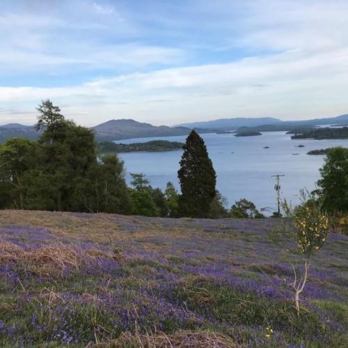 a field of purple flowers with a view of a lake at Alderdale B&B in Luss